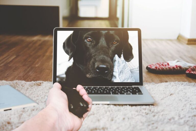 From Zero to Six Figures: Online Careers You Can Start with No Experience